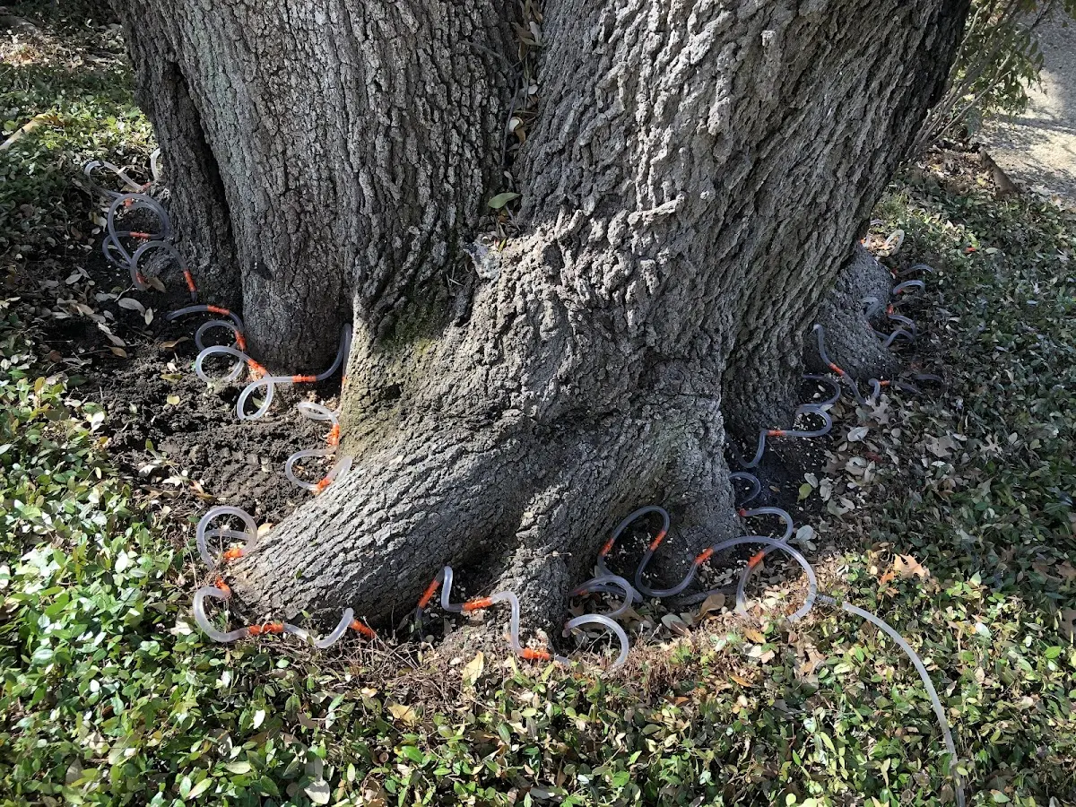 Detailed Tree Cabling and Bracing job site in West Fulton