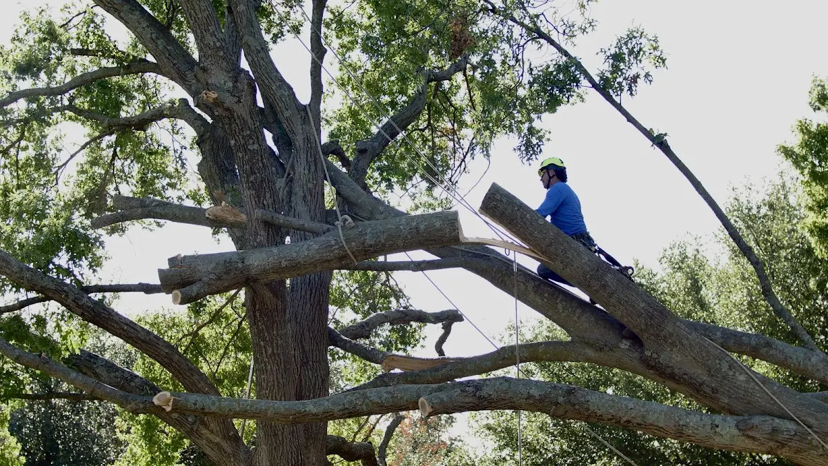 Professional Hazardous Tree Removal performed by certified arborists in West Fulton