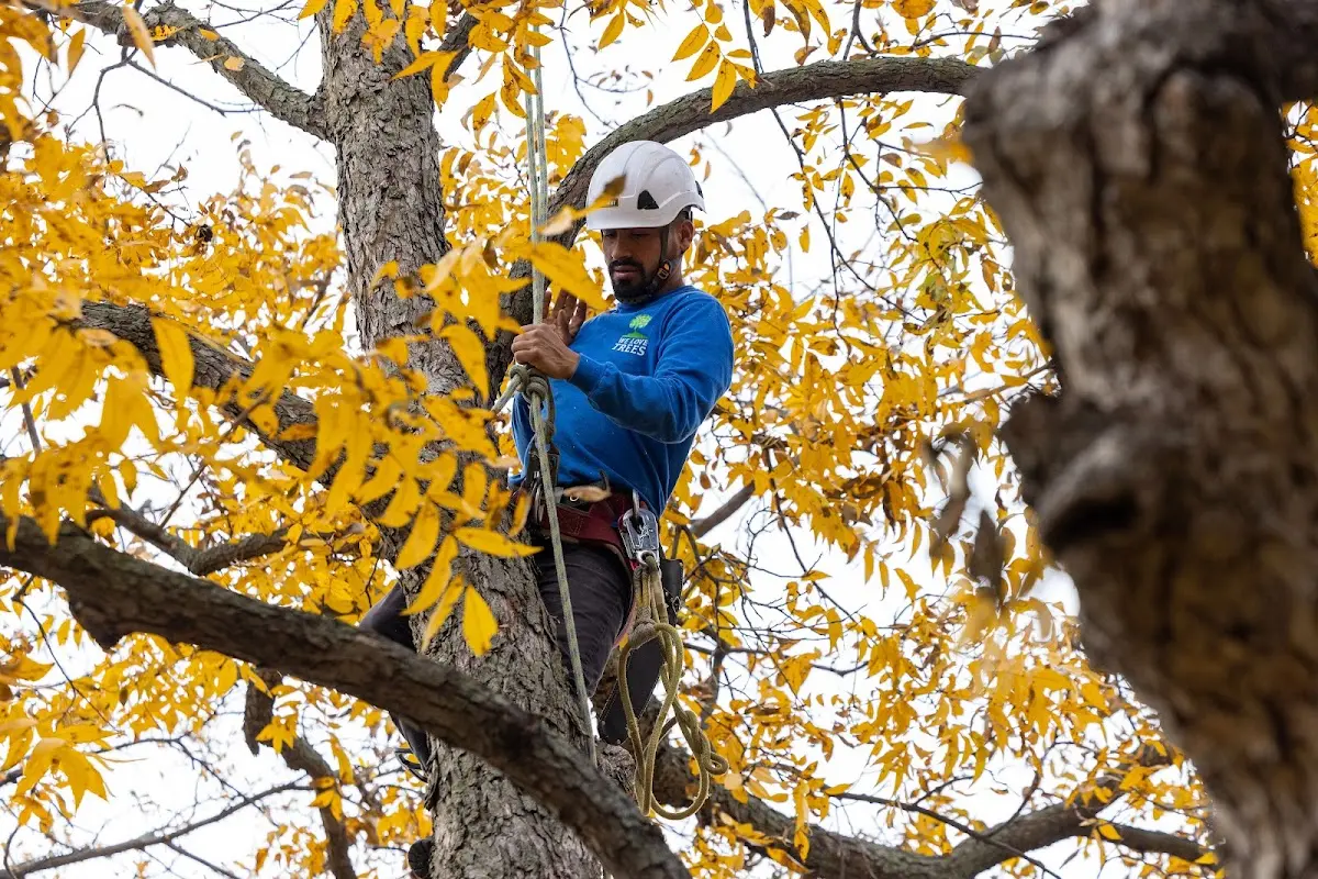 Skilled Tree Pruning crew working in West Fulton