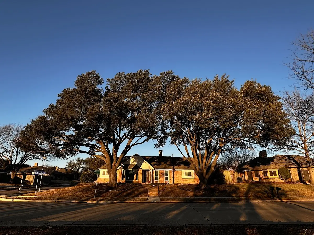 Established residential canopy tree shading a home in West Fulton